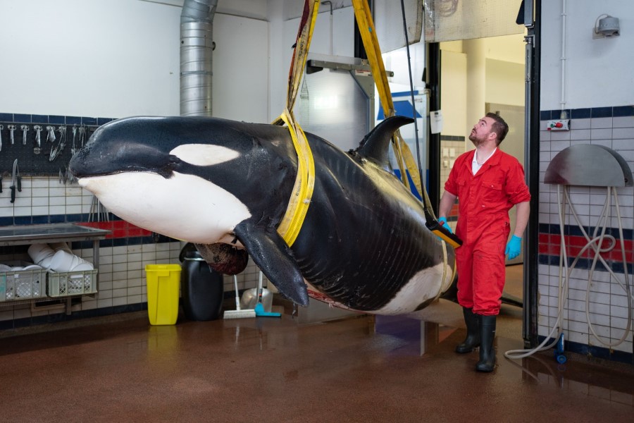 Overleden orka voor onderzoek naar diergeneeskunde