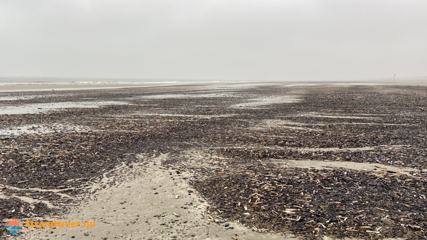 Veel zeedieren aangespoeld op strand Hoek van Holland 