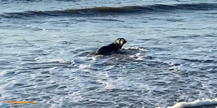 Zeehonden op bezoek bij Ter Heijde