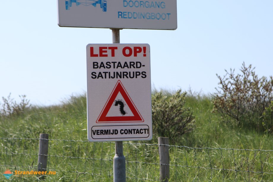 Delfland waarschuwt voor 'terror-rups' op het strand 