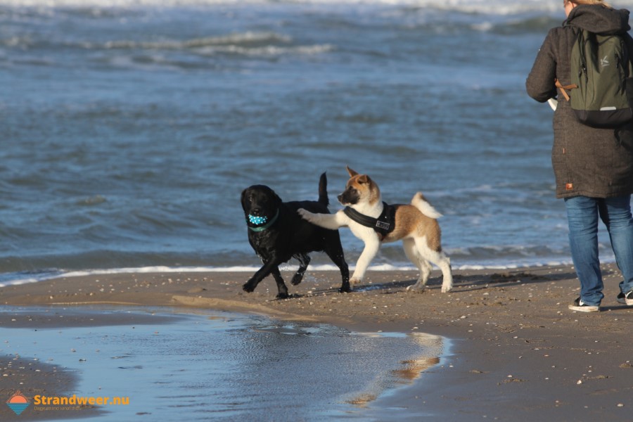 Het weer op dierendag 2023