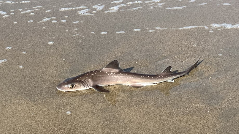 Haai bezoekt strand bij Ter Heijde