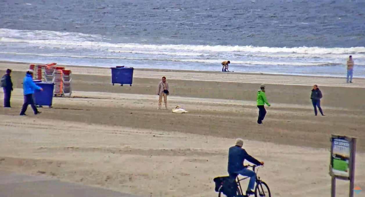 Dier in nood op Hoekse strand