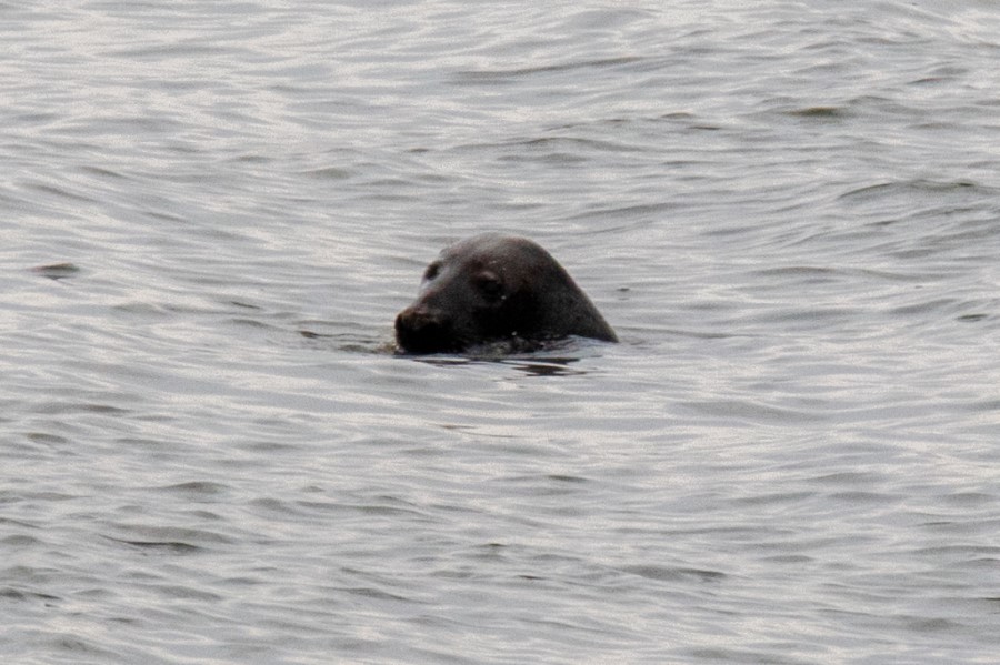 Zeehond zorgt voor verwarring bij Vlaardingse haven