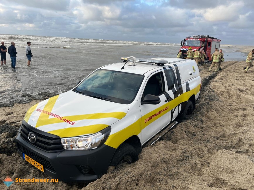 Dierenambulance bijna vast in de branding