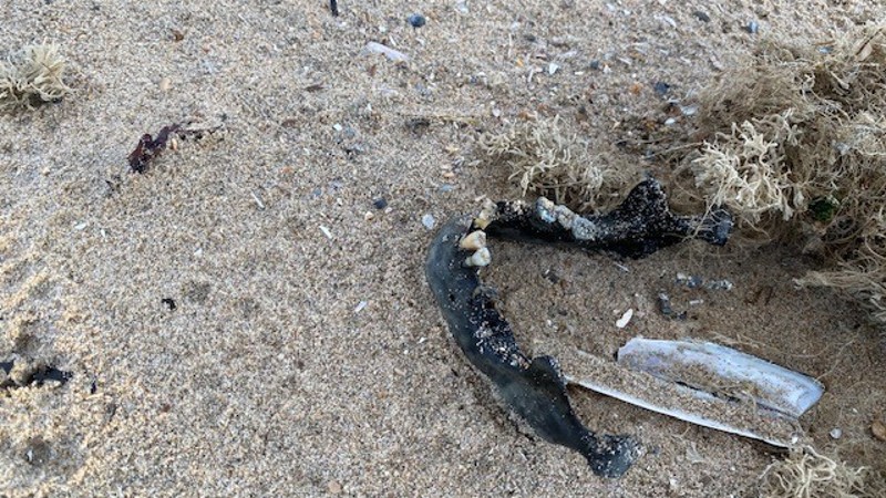 Zeer oude kaak gevonden op strand Noordwijk