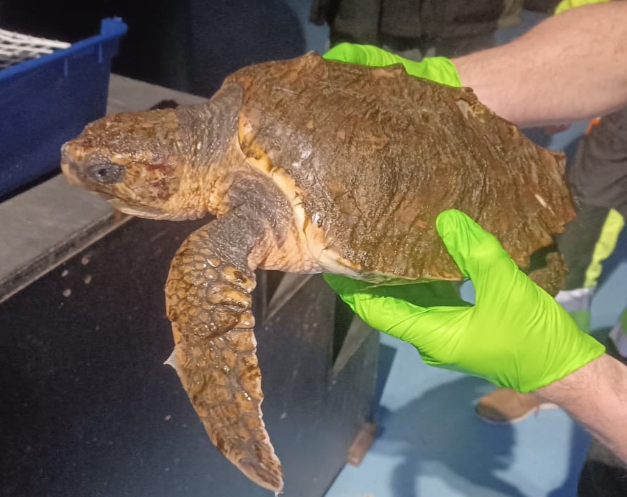 Dikkopschildpad aangespoeld op het strand