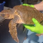 Dikkopschildpad aangespoeld op Hoek van Holland