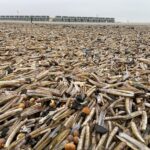 Na storm komen de schelpdieren