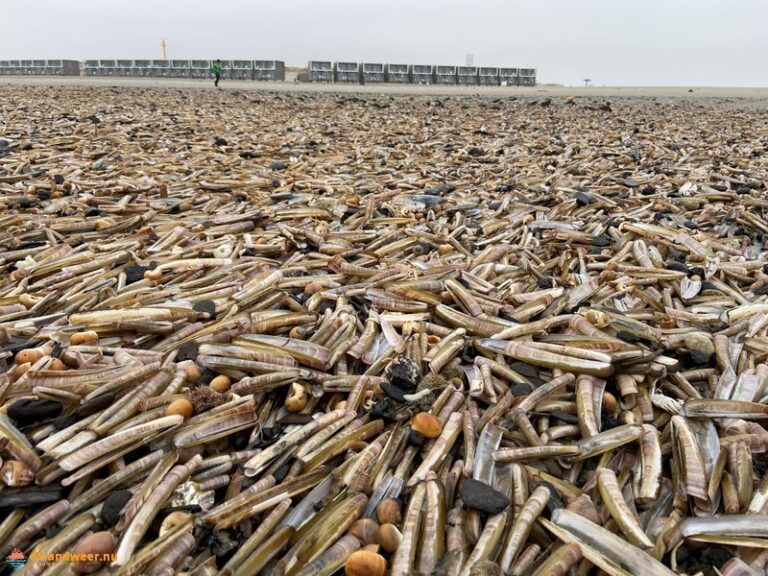 Na storm komen de schelpdieren